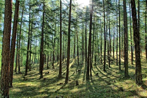 Immagine gratuita di alberi, bosco, foresta