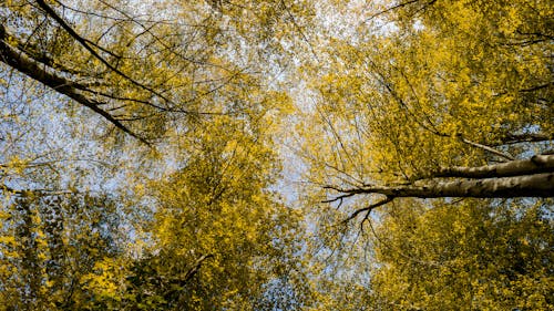 Бесплатное стоковое фото с ветви, деревья, листва