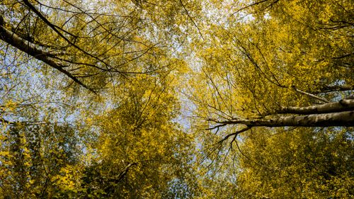 Free Looking up at a vibrant canopy of golden autumn leaves in a tranquil forest setting. Stock Photo