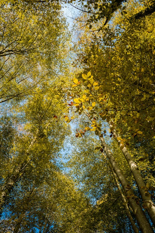 Základová fotografie zdarma na téma dřevo, les, lesnatý kraj