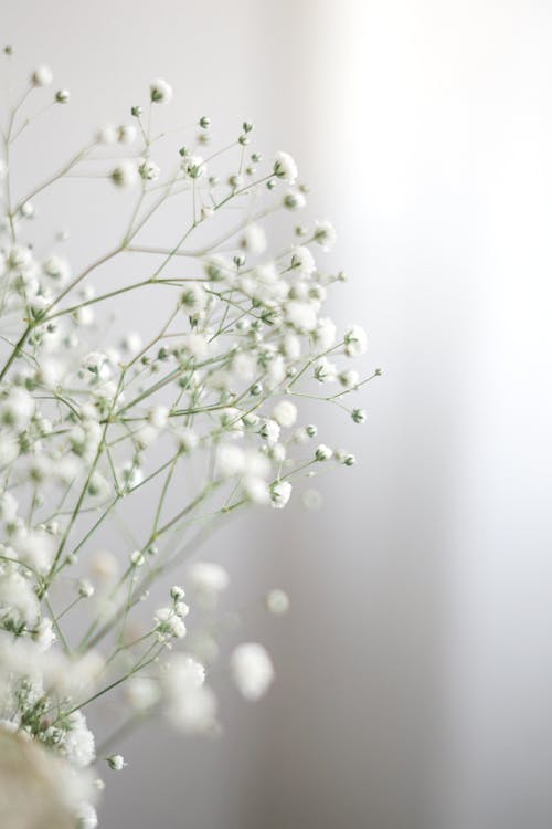 Darmowe zdjęcie z galerii z białe tło, cienki, kwiaty
