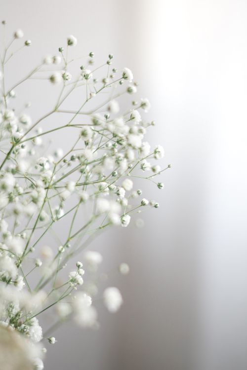 Free Close-up of baby's breath flowers with a soft, blurred background. Stock Photo