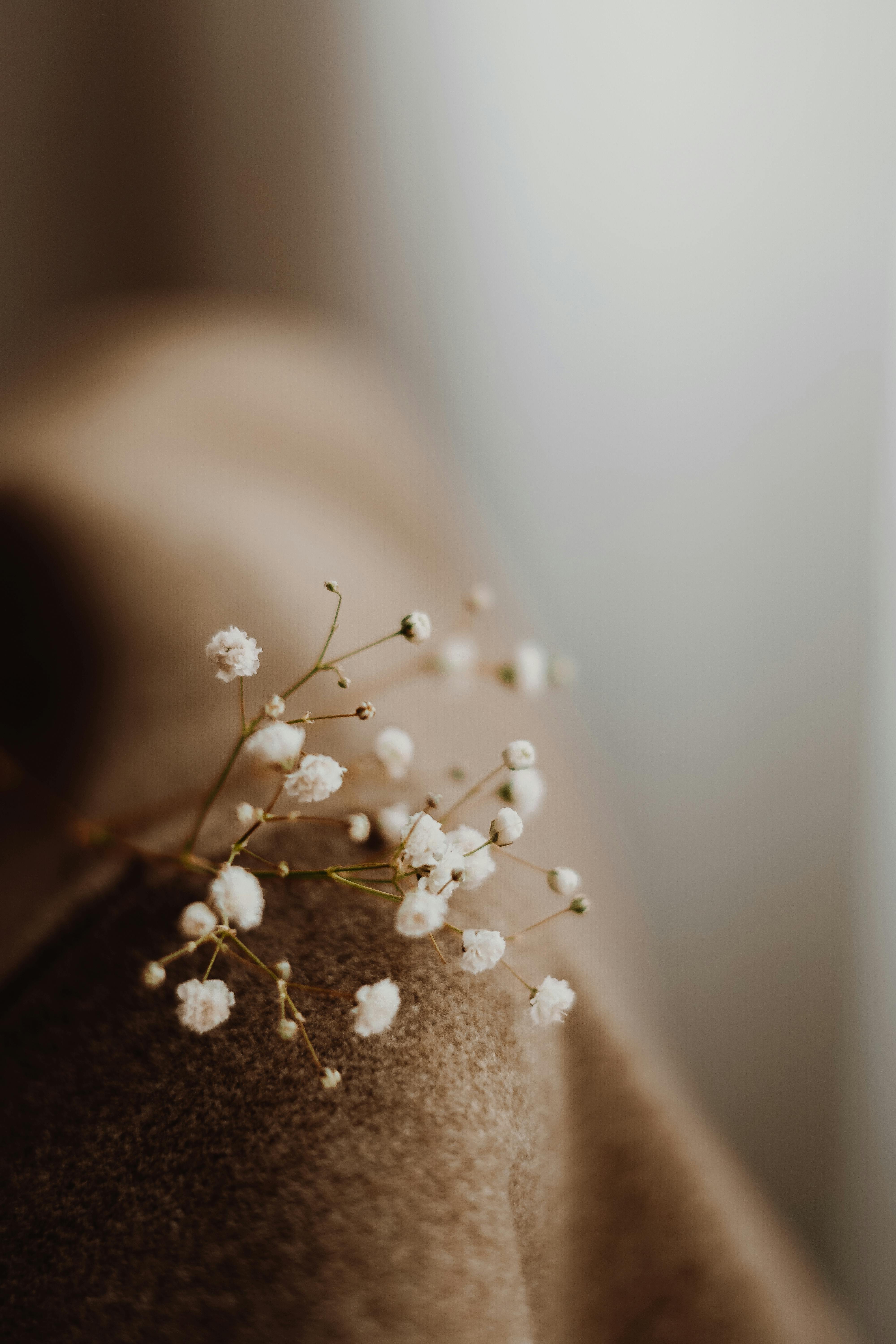Soft focus of white baby's breath flowers resting on a cozy, brown fabric.