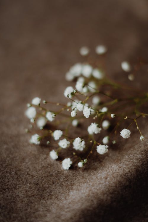 Gratis lagerfoto af blomster, hvid, kraftværker