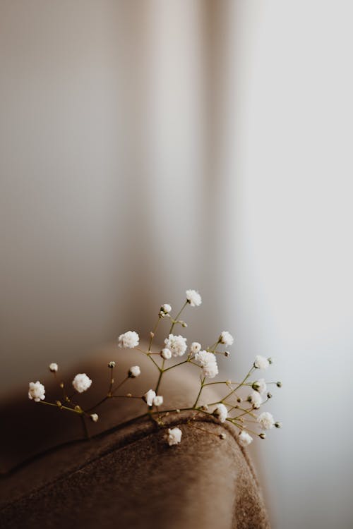 Fotobanka s bezplatnými fotkami na tému biele pozadie, kvety, malý