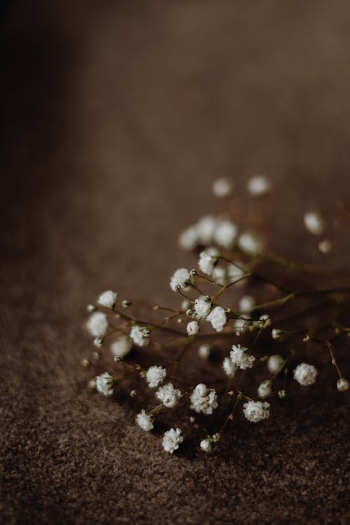 Gratis lagerfoto af blomster, hvid, kraftværker