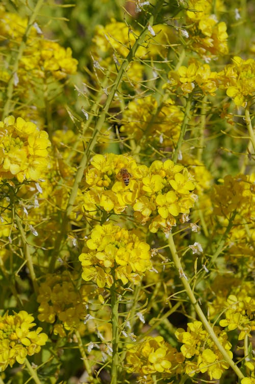 Gratis arkivbilde med bie, blomster, dyr