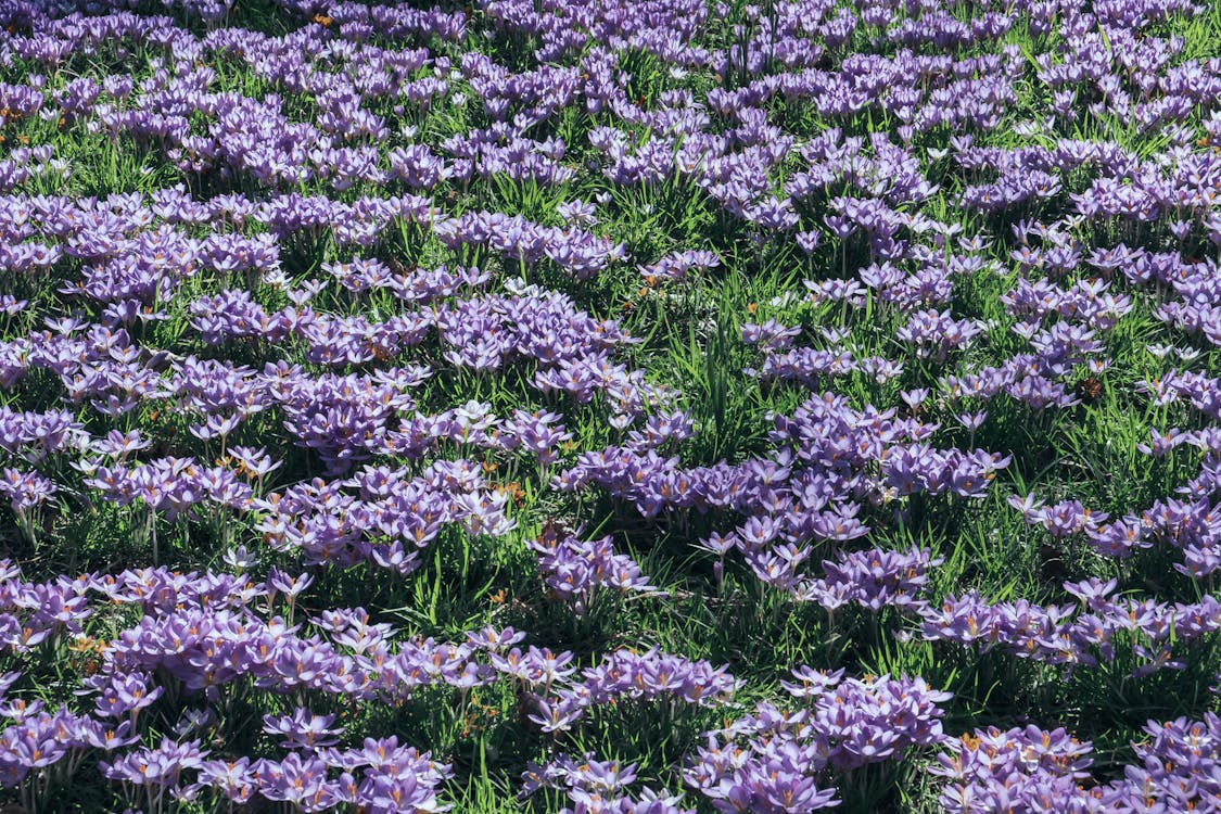 Purple Crocuses on Meadow