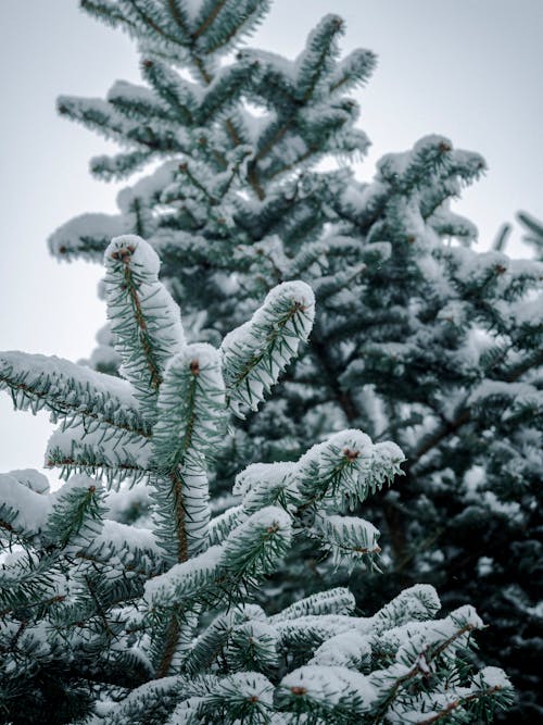 Snow on Evergreen Tree