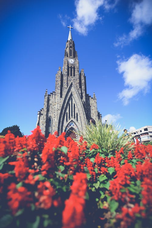 Gratis arkivbilde med arkitektur, basilika, blomster