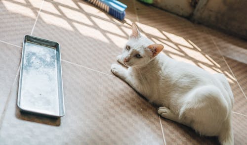 Kostenlos Weiße Katze Mit Kurzem Fell, Die Auf Braunem Boden Liegt Stock-Foto