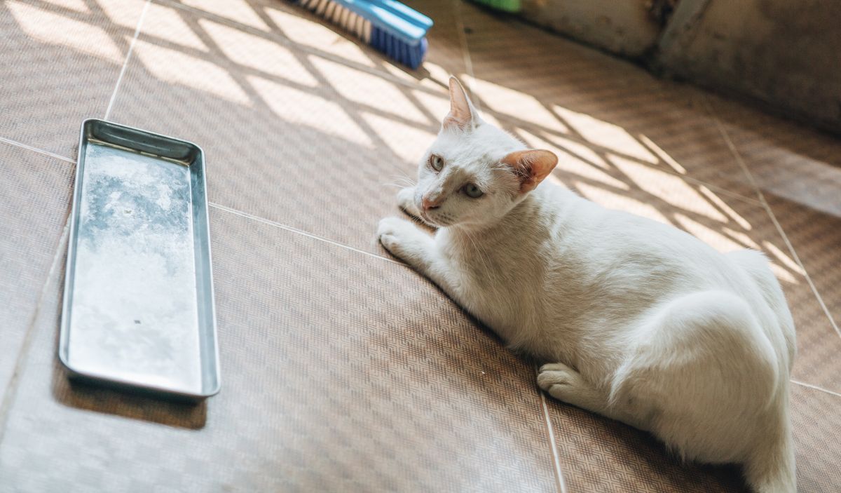 Chat allongé sur un carrelage près d'un bac