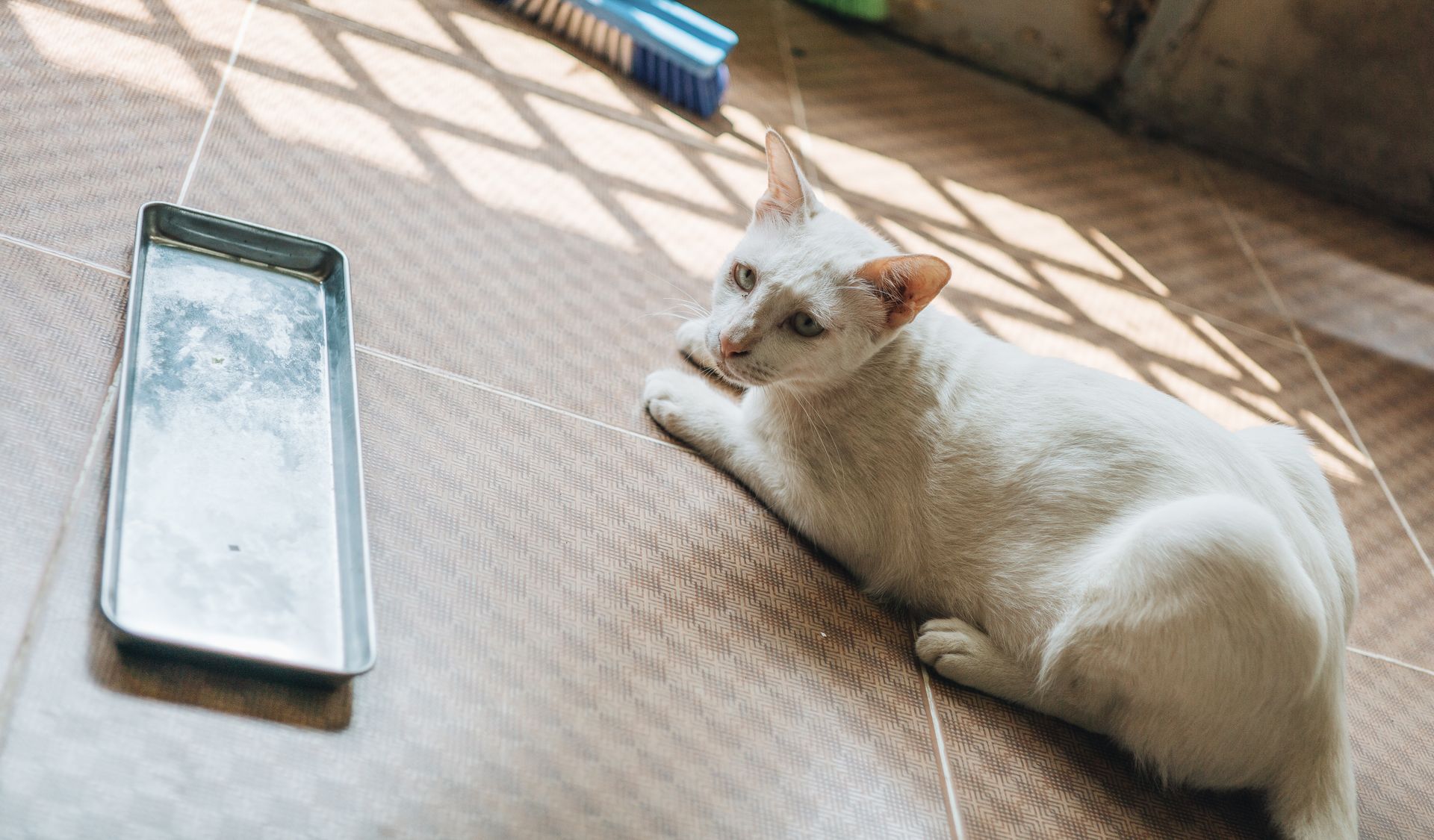Close-up of a white domestic cat relaxing indoors on a sunlit tiled floor.