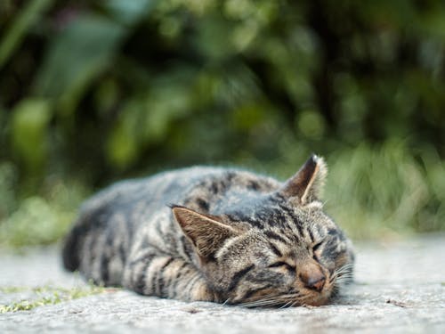 Free Cat Lying Down on Ground and Sleeping Stock Photo