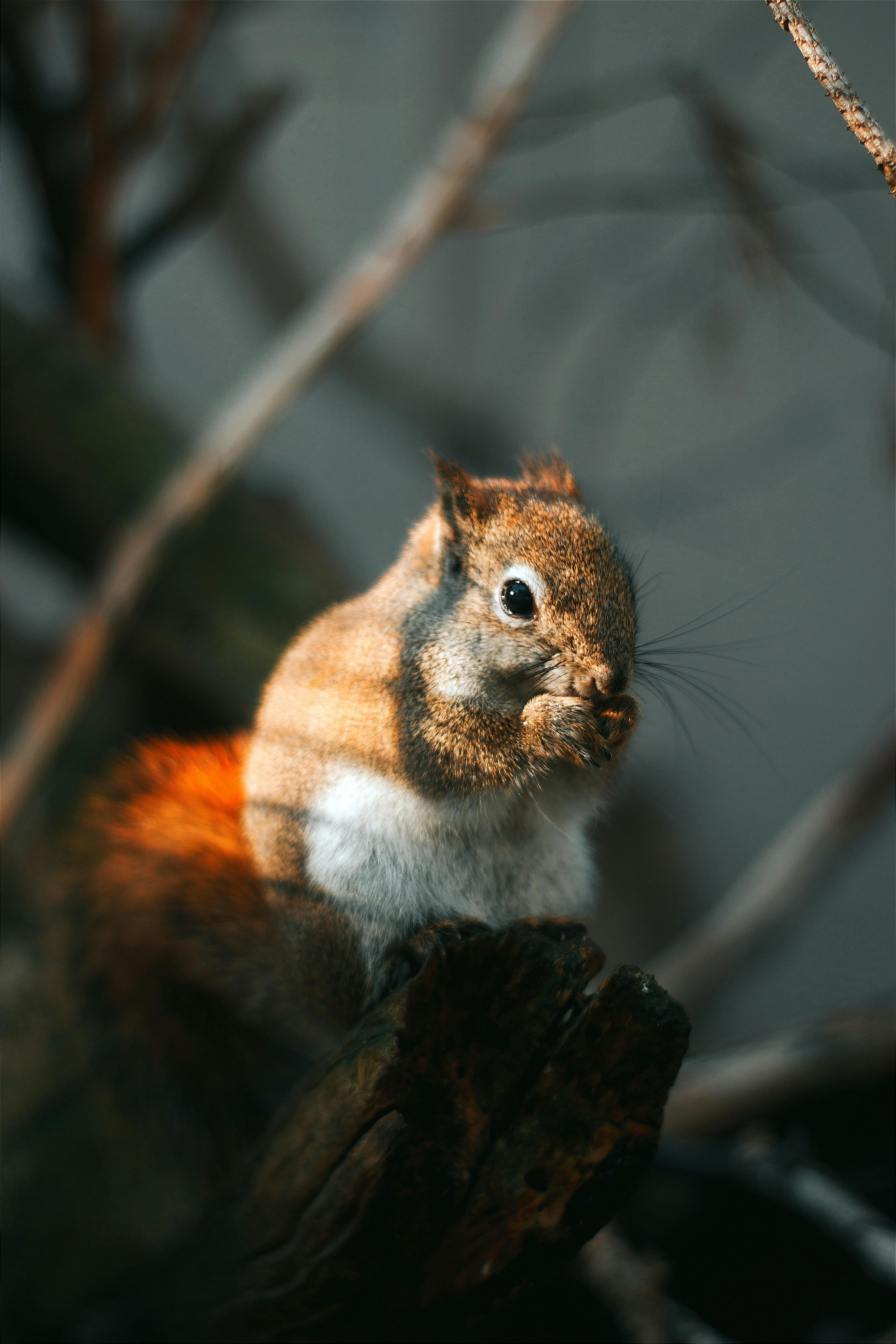 Cute Red Squirrel Eating · Free Stock Photo, image size:3072x4608