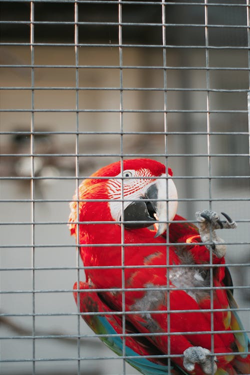 Red-and-green Macaw in a Cage