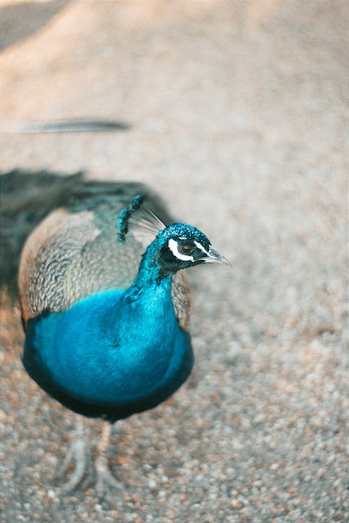 A peacock is standing on the ground