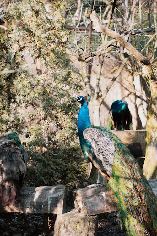 動物園圍欄, 動物攝影, 垂直拍攝 的 免費圖庫相片