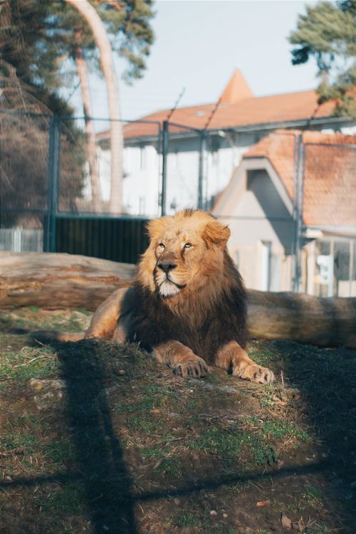 Free A proud lion lounging in a sunny enclosure at a zoo in Hungary. Stock Photo