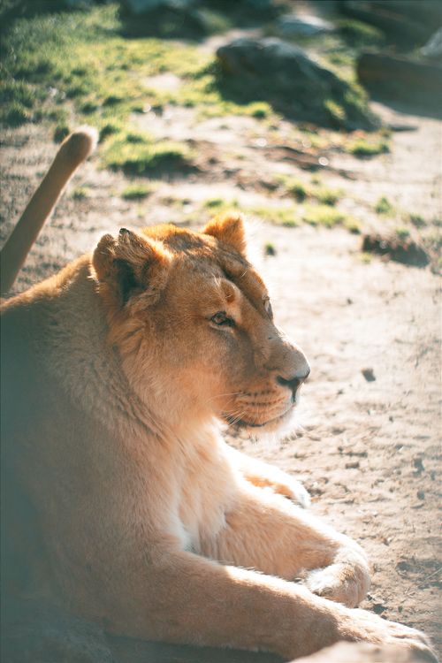 Free A serene lioness basks in the sunlight, showcasing the beauty of wildlife in Hungary. Stock Photo