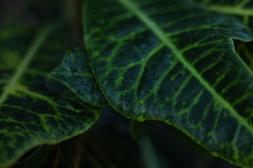Darmowe zdjęcie z galerii z ciemnozielone liście, deszcz, dzika roślina