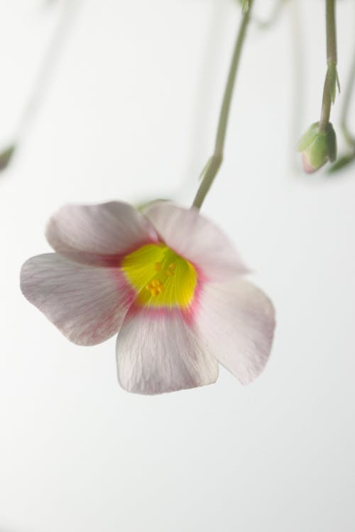 White Flower with a Pink and Yellow Center