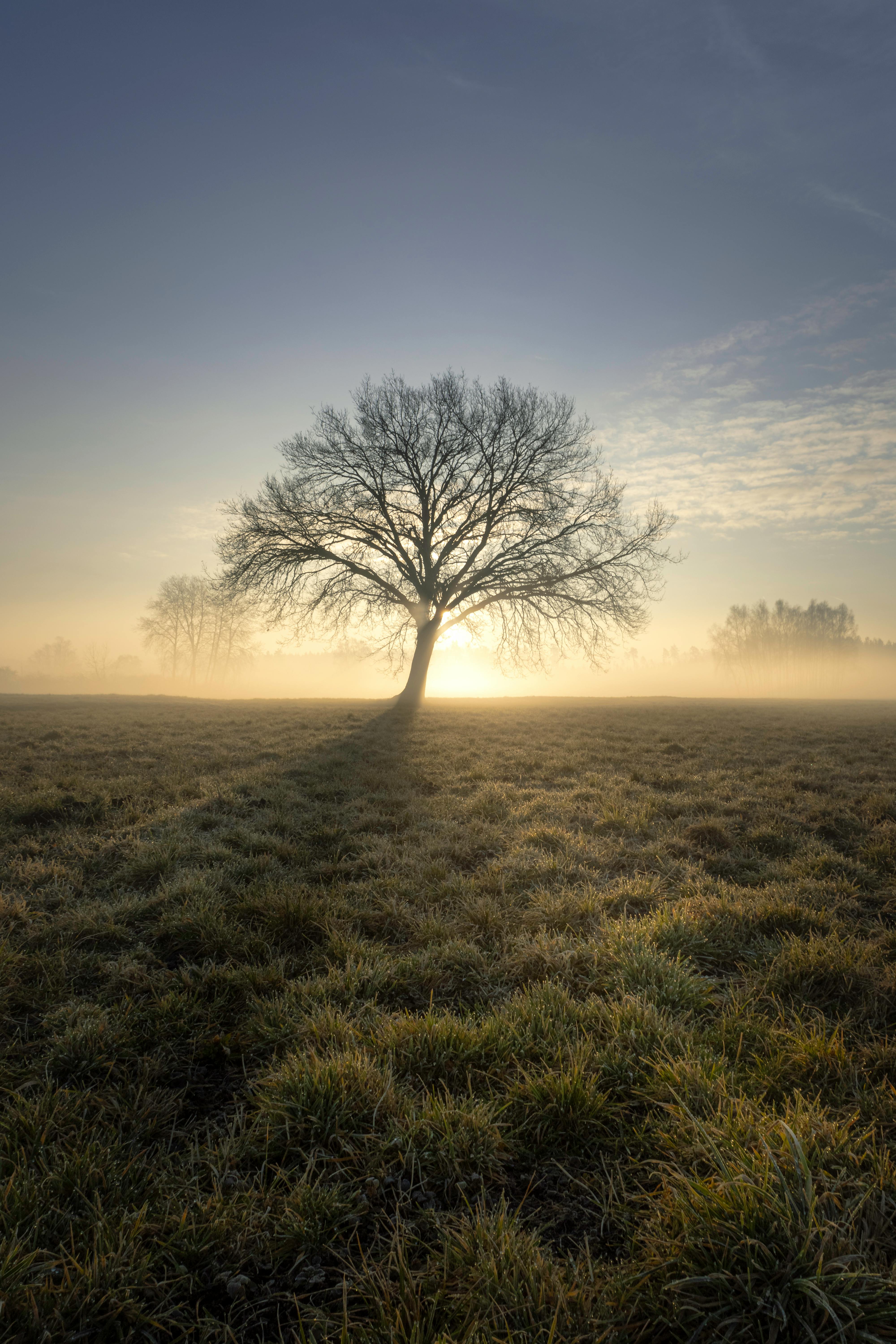A lone tree stands tall in a foggy, sunlit field, capturing the serenity of a misty dawn.
