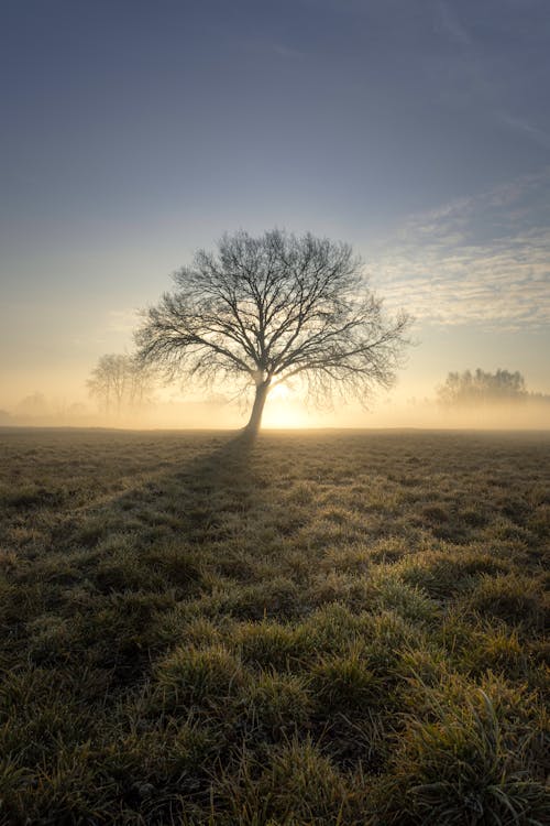 A lone tree in a field with fog and sun