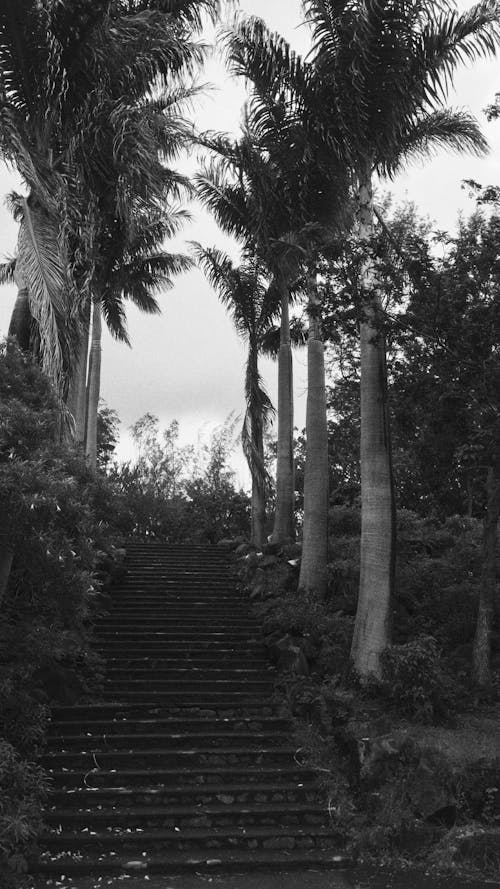 Бесплатное стоковое фото с вертикальный выстрел, лестница, пальмовые деревья