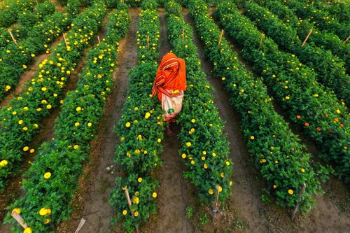 Free Aerial view of a woman working in a vibrant marigold field, India. Stock Photo