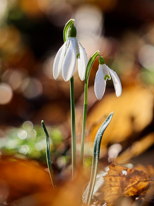 Two snowdrops are growing in the middle of leaves