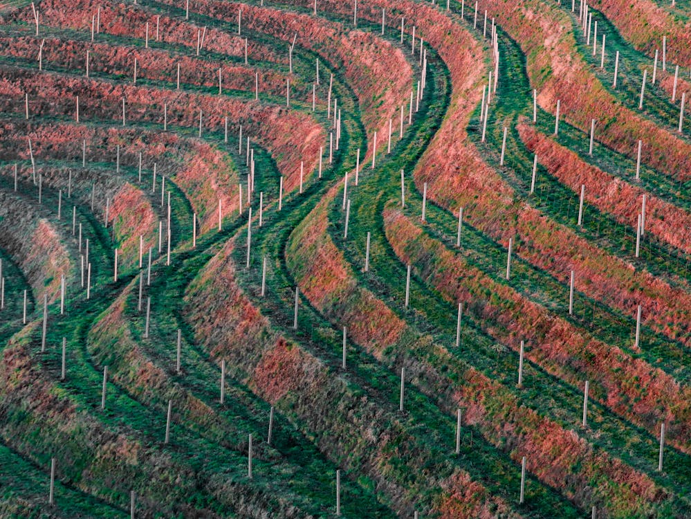 A vineyard with rows of vines and trees