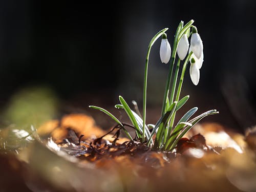 Flower and Leaves