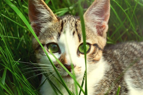 Cat Hiding on Grass