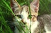 Free 隱藏在草地上的貓 Stock Photo