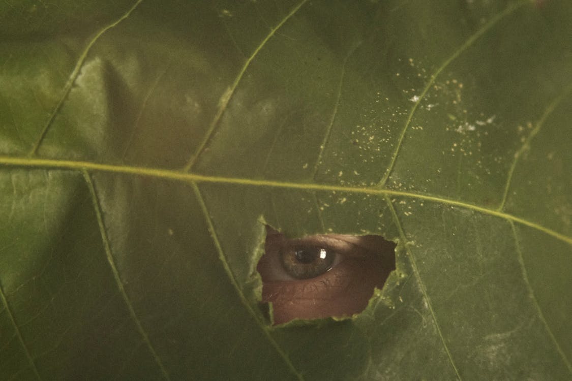A person peeking out from behind a leaf