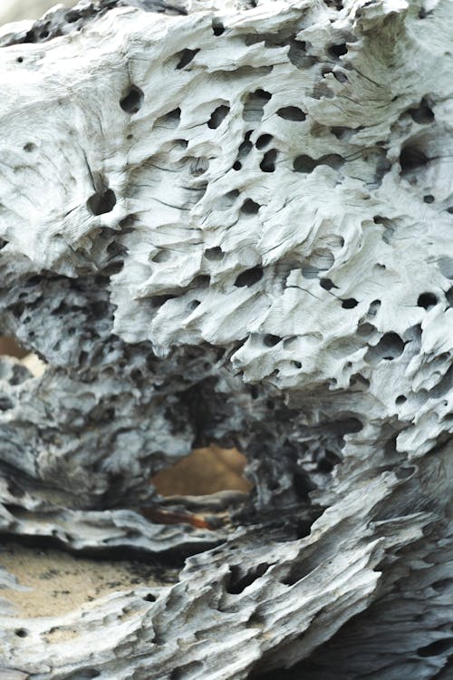 A close up of a rock with holes in it
