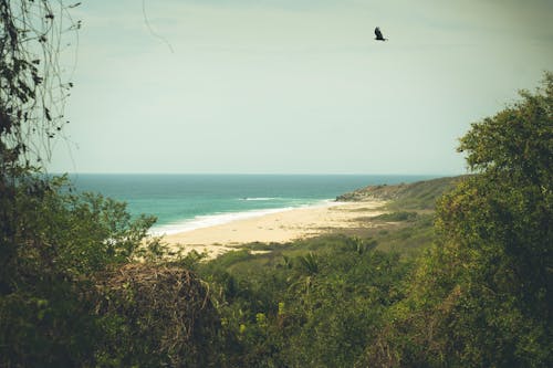 A bird flying over the beach and trees
