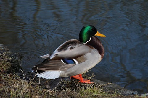 Duck male