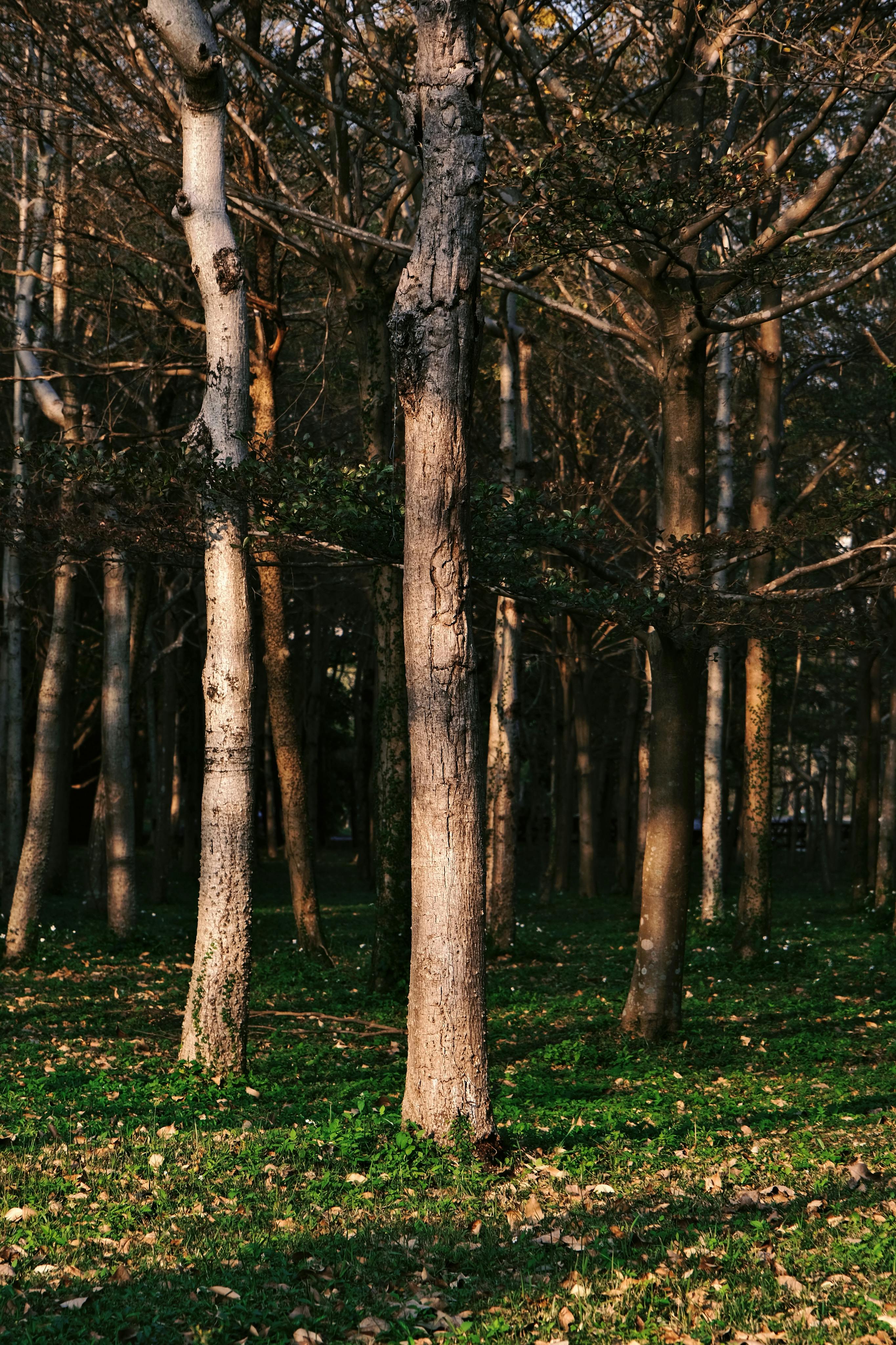 Peaceful forest view with sunlight filtering through tall trees.