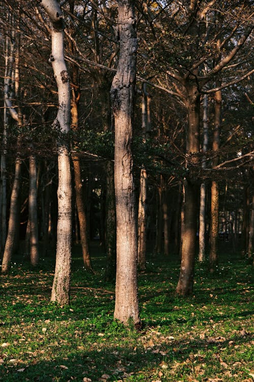 Foto profissional grátis de árvores, cenário, descoberto