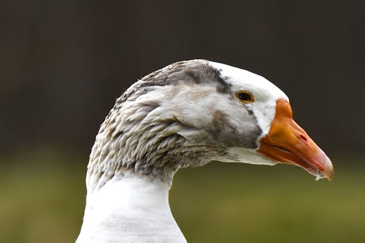 Detailed side view of a domestic goose in natural light, showcasing its features.