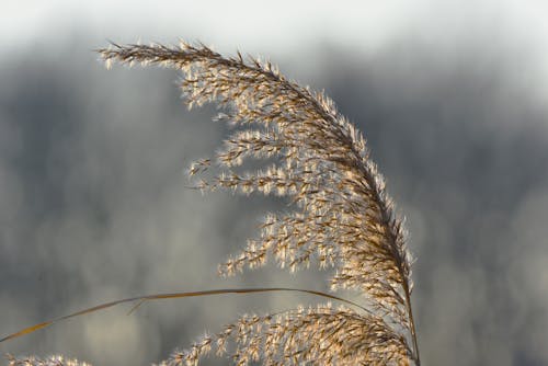 Kostnadsfri bild av gräs, grässlätt, lantlig