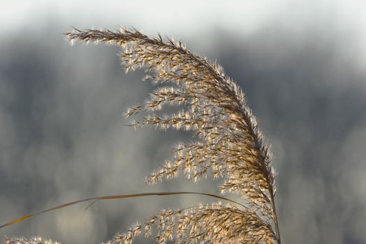 Thin Grass Plant
