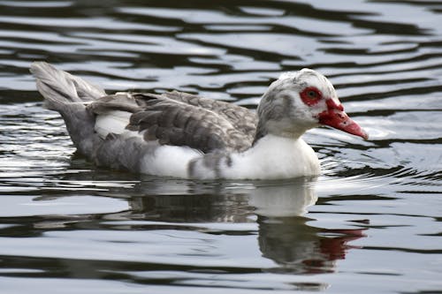 Fotobanka s bezplatnými fotkami na tému fotografie zvierat žijúcich vo voľnej prírode, jazero, kačica divá