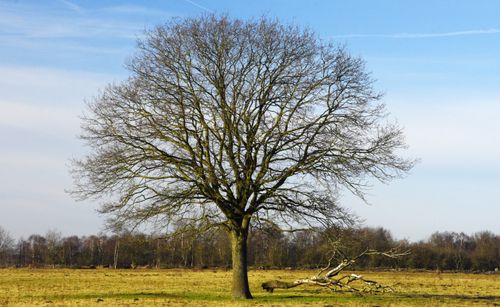 Free A solitary tree stands in an open grassland against a clear, bright blue sky. Stock Photo