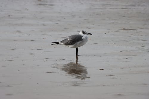 Laughing Gull Standing in the Wet Sand of the Beach