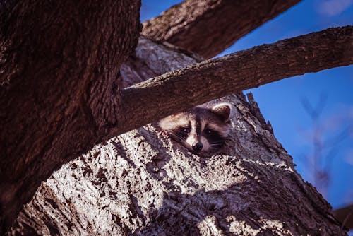 A raccoon peeks out from the top of a tree