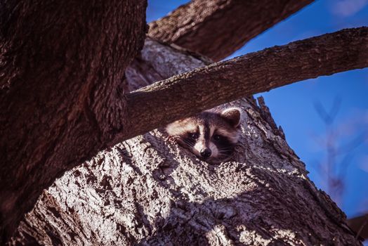 Raccoon Sticking Head Out of Tree Hollow