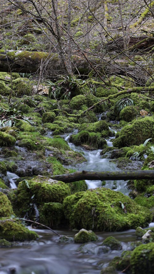 Kostnadsfri bild av flödande vatten, mossa, natur